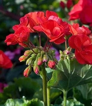 Photo - 8714 Glenoaks Blvd