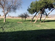 Large Back Yard with Pine Trees - 2087 W 7th St