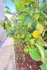 Photo - 7056 Calina St