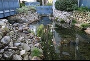 Koi Pond with ducks and turtles - 812 Camino Real Condo Unit Brookside Village # 202