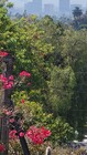 Mature Foliage - 2115 Duane St Apartments Unit 0