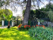 Majestic Pine trees, Privacy Ficus, and Clivia - 15341 Cohasset St