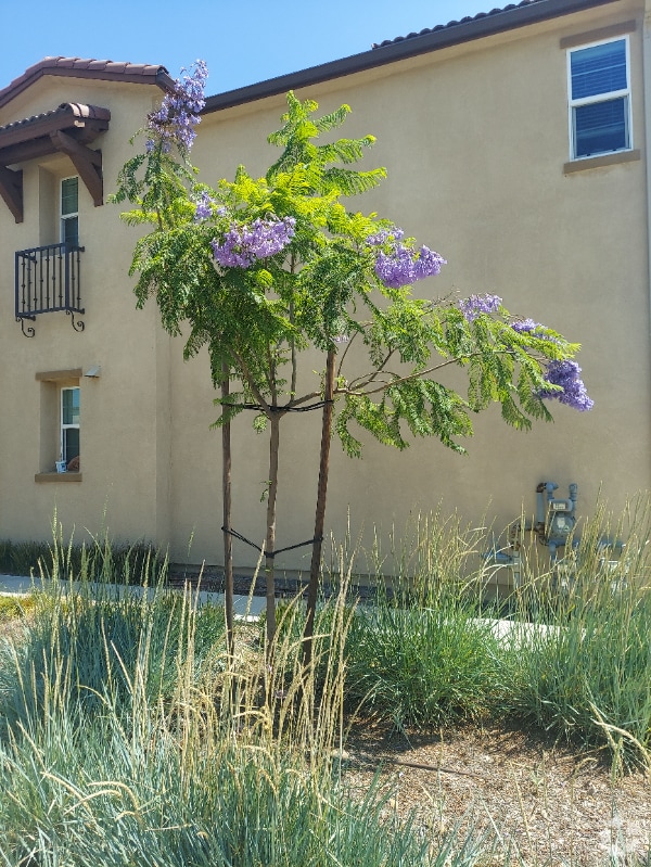 Building Photo - 1713 Cedar Tree Pl Rental