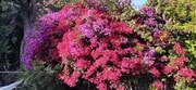 Bougainvillea in the front yard - 1177 Nelrose Ave