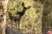 Photo - 1200 Old Topanga Canyon Rd