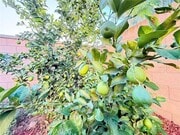 Photo - 7056 Calina St