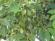 Photo - 1342 E Maple Ave