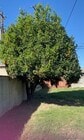 Fruit tree - 2629 Baltic Ave