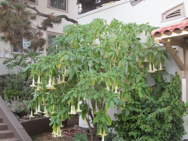 Photo - 2003 3/4 Argyle Ave Unit 3 34