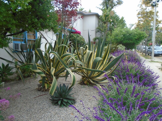 Front yard xeriscape - 1532 Yale St House
