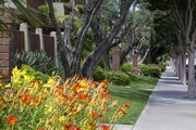 Photo - Los Arbolitos Huntington Beach Apartments