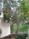 Photo - 48728 Desert Flower Dr Condo