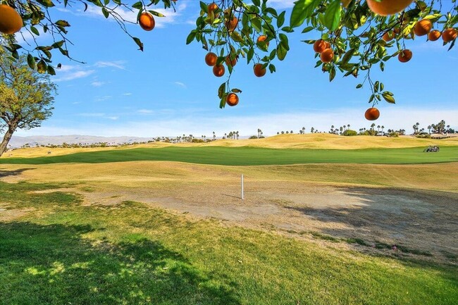 Photo - 54838 Oak-Tree